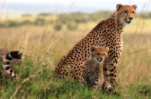 leoparden_kenya